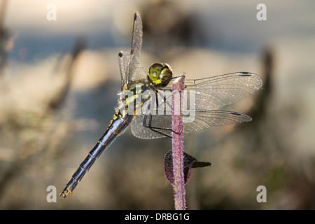 Dard noir Dragonfly (Sympetrum danae) femelle adulte mature perché sur une tige. Powys, Pays de Galles. En août. Banque D'Images