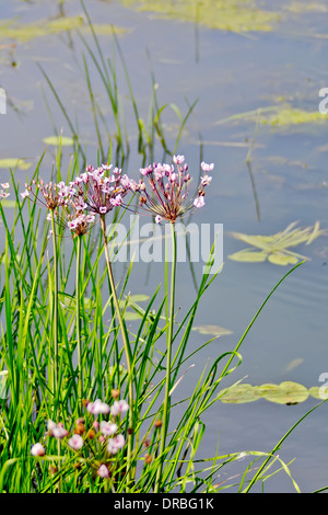 Butomus umbellatus fleurs sur un fond d'eau et de l'herbe Banque D'Images