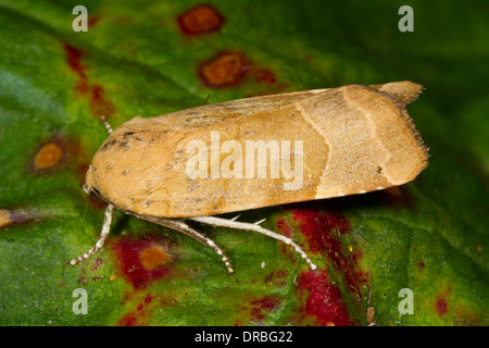 De vastes ailes jaune bordé d'amphibien (Noctua fimbriata) sur une feuille. Powys, Pays de Galles. Septembre. Banque D'Images