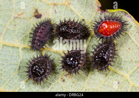 Place du rein (Coccinelle Chilocorus renipustulatus) nymphes sur la face inférieure d'une feuille jaunâtre. Powys, Pays de Galles. Septembre. Banque D'Images