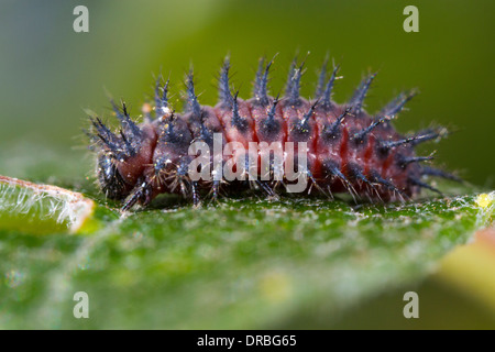 Place du rein (Coccinelle Chilocorus renipustulatus) full-larve mature sur une feuille jaunâtre. Powys, Pays de Galles. Septembre. Banque D'Images