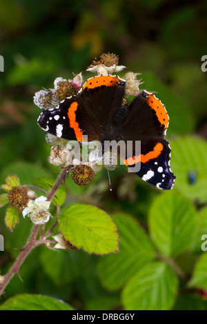 Papillon Vulcain (Vanessa atalanta) se nourrissant de bramble fleurs. Powys, Pays de Galles. Septembre. Banque D'Images