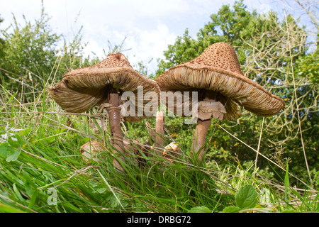 Parasol de champignons (Macrolepiota procera) vieux spécimens parmi l'herbe dans les bois. Powys, Pays de Galles. Septembre. Banque D'Images