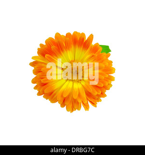 Jaune et orange de calendula terry avec feuille verte isolée sur fond blanc Banque D'Images