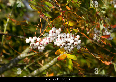 Baies rouges de Forrest's Rowan (Sorbus forrestii) sur un arbre dans un jardin. Herefordshire, en Angleterre. Octobre. Banque D'Images