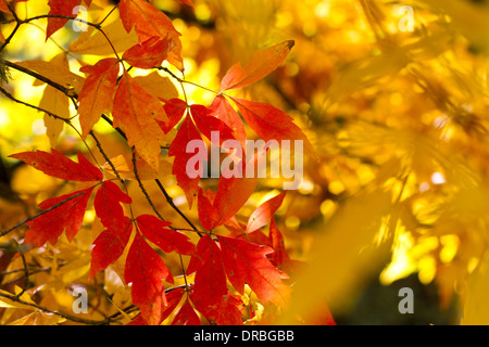 Trois feuilles érable (Acer trifolium) feuilles sur un arbre en automne. Herefordshire, en Angleterre. Octobre. Banque D'Images