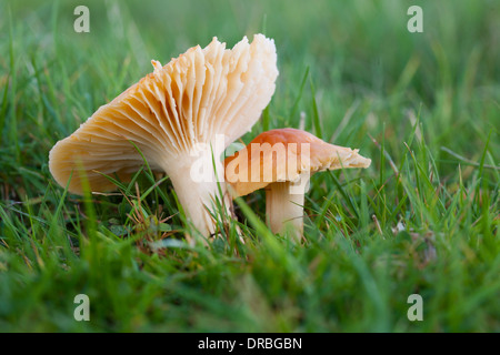 Hygrocybe pratensis Meadow (Waxcaps) organes de fructification dans les prairies. Powys, Pays de Galles. Novembre. Banque D'Images