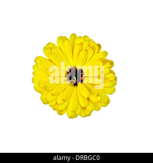 Jaune Calendula terry avec dark heart isolé sur fond blanc Banque D'Images