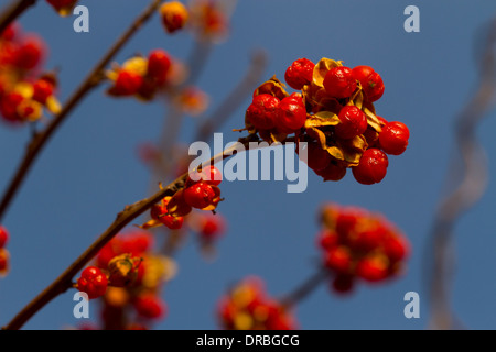 Celastrus orbiculatus Bittersweet (oriental) petits fruits sur une plante dans un jardin. Carmarthenshire, Pays de Galles. Novembre. Banque D'Images