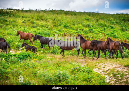 Un troupeau de chevaux s'exécutant sur Green Valley de montagne paysage rural Banque D'Images