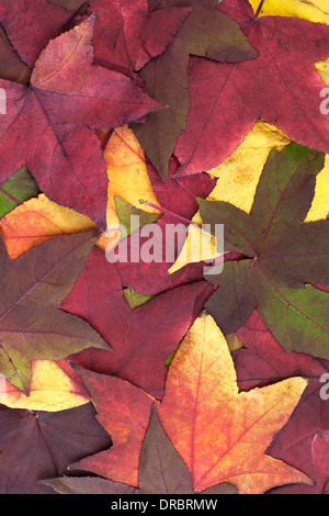 Grand groupe multicolore de feuilles en automne. Banque D'Images