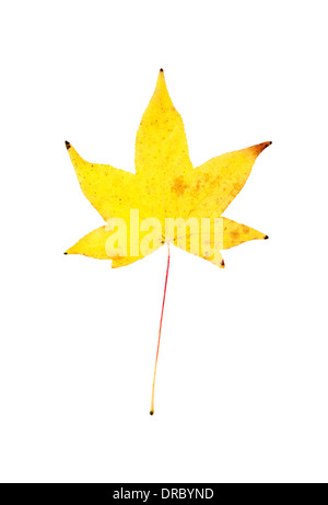 Vue rapprochée d'une feuille d'érable d'automne jaune isolé sur bacground blanc. Banque D'Images