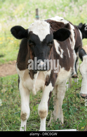 Un veau Holstein agriculteurs debout dans un pâturage à Cotacachi (Équateur) Banque D'Images