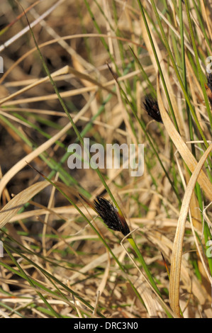 Black Bog-rush, Schoenus nigricans Banque D'Images