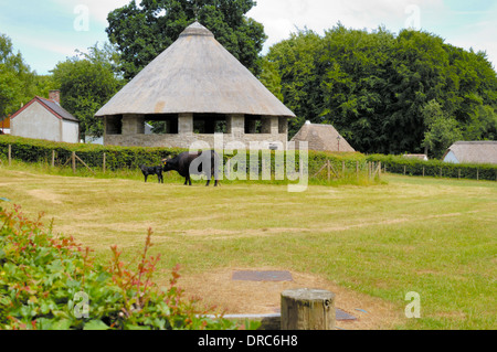 Vache noir gallois et veau à Saint Fagans National History Museum Banque D'Images