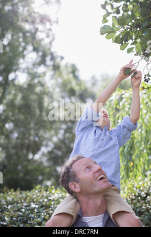 Father carrying son on shoulders outdoors Banque D'Images