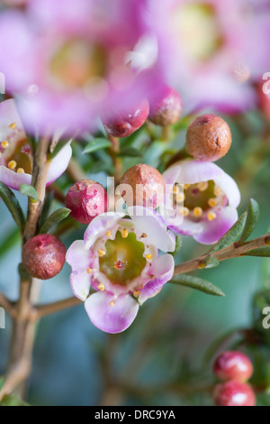 Chamelaucium, waxflower Banque D'Images