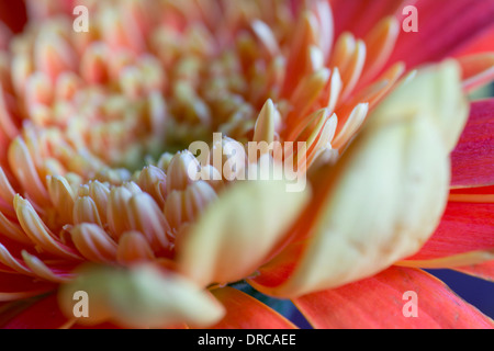 Gerbera jamesonii Banque D'Images