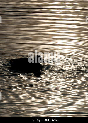 Essen, Allemagne. 23 Jan, 2014. Canards nageant sur le Baldeneysee à Essen, Allemagne, 23 janvier 2014. Photo : Frederico Gambarini/dpa/Alamy Live News Banque D'Images