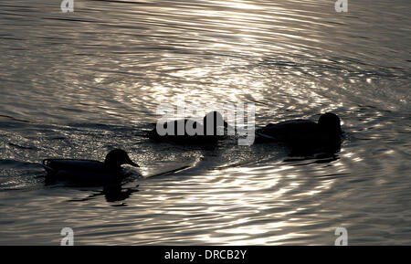 Essen, Allemagne. 23 Jan, 2014. Canards nageant sur le Baldeneysee à Essen, Allemagne, 23 janvier 2014. Photo : Frederico Gambarini/dpa/Alamy Live News Banque D'Images