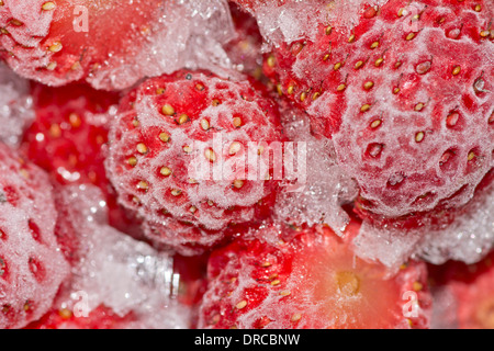 Les fraises juste hors du congélateur Banque D'Images