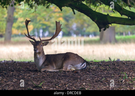 Red Deer stag Holkham Hall, North Norfolk East Anglia, Royaume-Uni Banque D'Images
