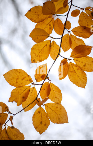 Automne feuilles de hêtre en contre-jour sur un beech tree. Banque D'Images