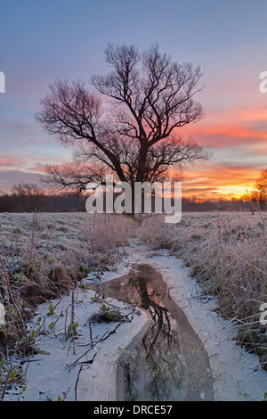 Lever du soleil derrière l'arbre d'hiver, Grantchester Meadows, Cambridge, Royaume-Uni Banque D'Images