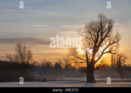 Lever du soleil d'hiver derrière tree Grantchester meadows Cambridge, Royaume-Uni Banque D'Images