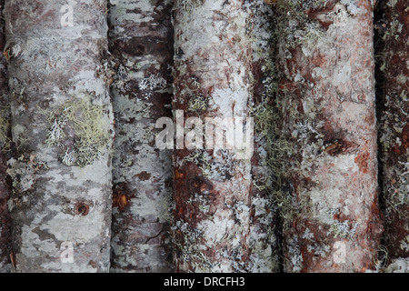 Close up de mousse sur les arbres Banque D'Images