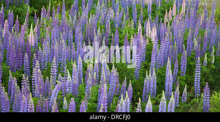 Fleurs bleues Banque D'Images