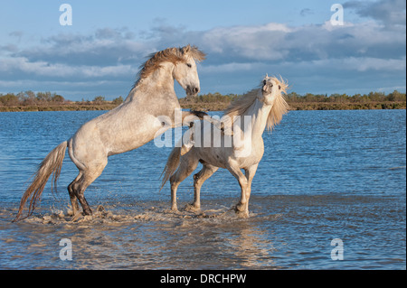 Chevaux camargue chevaux combats dans l'eau, Bouches du Rhône, France Banque D'Images