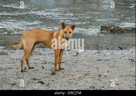 Portrait d'un Chien Marron Banque D'Images