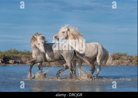 Chevaux camargue chevaux combats dans l'eau, Bouches du Rhône, France Banque D'Images