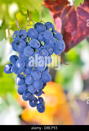 Les raisins rouges dans le vignoble Banque D'Images