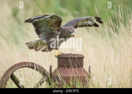 Buse variable (Buteo buteo) l'atterrissage sur l'ancien bidon de lait. Cette photo est d'un oiseau captif. Banque D'Images
