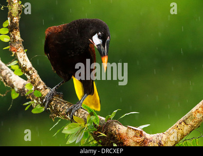 Montezuma oropendola prises sous la pluie Banque D'Images