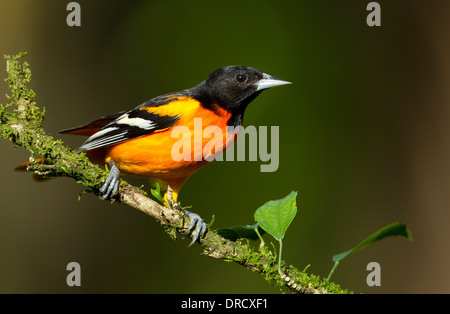 Oriole du Nord Banque D'Images