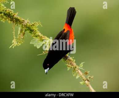 Tangara à Scarlet-Rumped Banque D'Images
