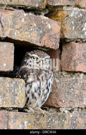 Chouette chevêche (Athene noctua) sur le site d'un trou dans un mur - un endroit de repos typique. Il s'agit d'un oiseau captif à l'Effraie des clochers, Gloucester Centre Banque D'Images