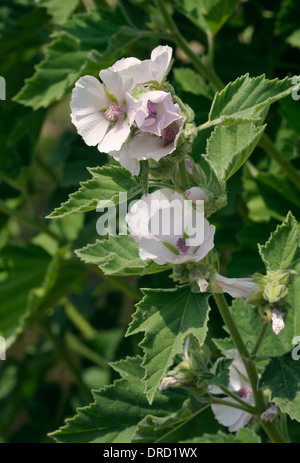 Marsh Mallow - Althaea officinalis Banque D'Images