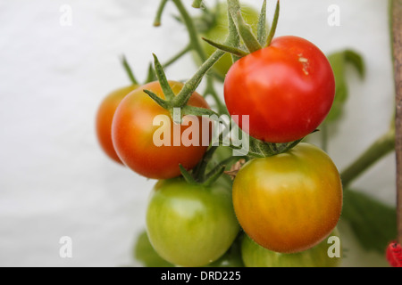 Tomates mûres prêts à prendre dans une serre Banque D'Images