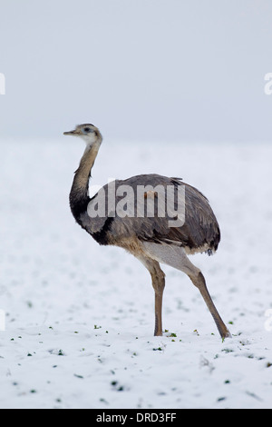 / Ñandú Nandou (Rhea americana) de sexe masculin dans la neige en hiver, l'oiseau indigène de l'Est de l'Amérique du Sud Banque D'Images