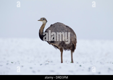 / Ñandú Nandou (Rhea americana) de sexe masculin dans la neige en hiver, l'oiseau indigène de l'Est de l'Amérique du Sud Banque D'Images