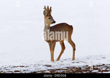 Le chevreuil (Capreolus capreolus) buck dans la neige en hiver Banque D'Images