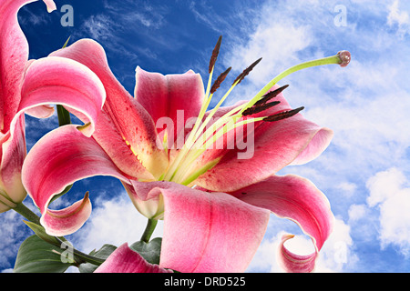 Grand fleurs de lis rose sur fond de ciel d'été sans fond Banque D'Images