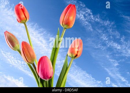 Fleurs de Printemps sur fond de ciel bleu Banque D'Images