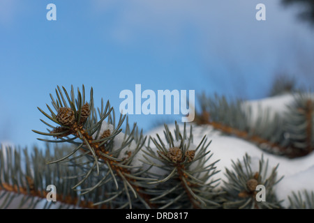 De plus en plus sur l'un des cônes de pins couverts de neige contre une branche ciel bleu ensoleillé sur une froide journée d'hiver Banque D'Images