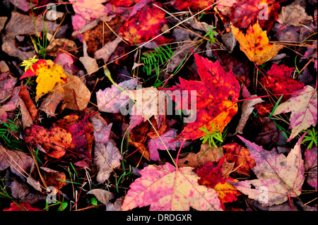 Un tapis de feuilles d'érable portant sur le sol forestier Banque D'Images