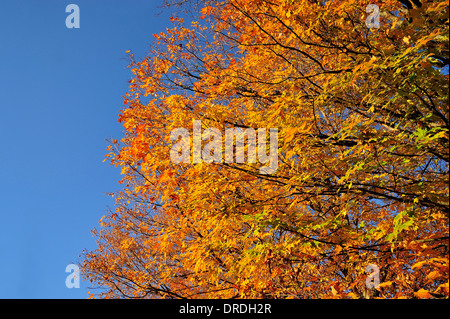 Jusqu'à lors d'une des branches d'arbres d'érable Feuilles plein de tournant la lumineuse jaune et orange de l'automne Banque D'Images